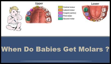 When Do Babies Get Molars