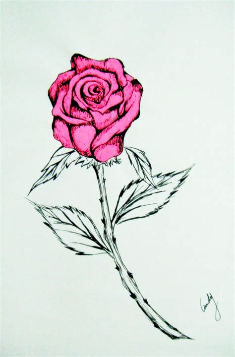 pink rose drawing by andy023 on DeviantArt