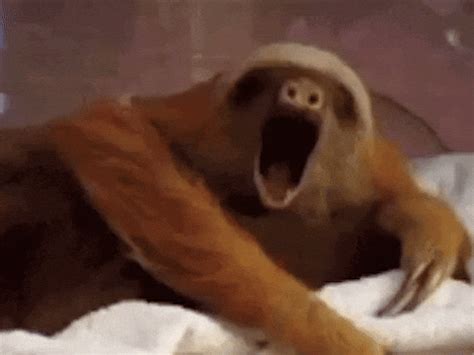 Tired Sloth GIF by Animal Planet - Find & Share on GIPHY