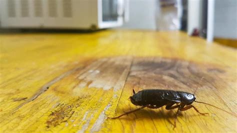 What Are Signs Of Cockroach Infestation In The House? – Forbes Home