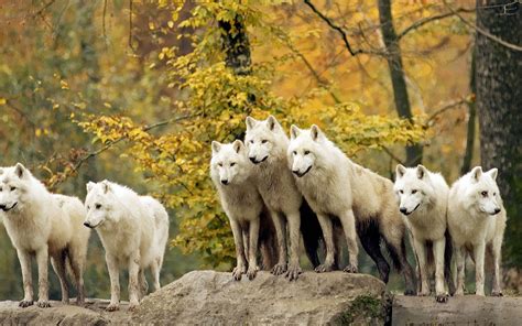 Wallpapersity: Wolf pack wallpaper with many wolves