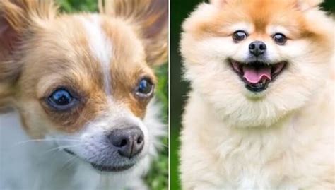 Pomchi: An Owner's Guide to the Chihuahua Pomeranian Mix | All Things Dogs