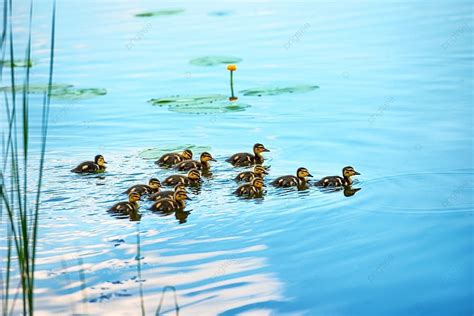 Background Keluarga Bebek Dengan Banyak Bebek Kecil Berenang Di Sungai ...