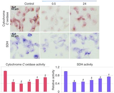 Cytochrome c oxidase and SDH activity staining in the SAE cells at ...