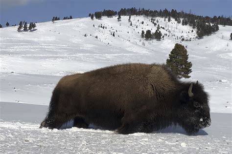 Yellowstone begins bison captures as it seeks to cull herd