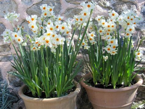 How to Grow and Care for Narcissus - World of Flowering Plants