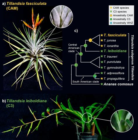 a) Tillandsia fasciculata, a typical "grey" Tillandsia with a dense ...