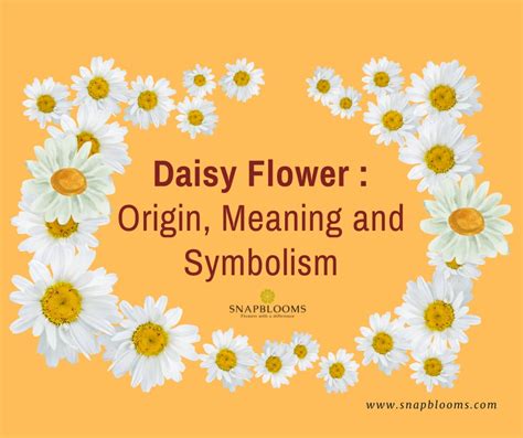 Daisy Meaning Symbolism Flower Meanings Symboiism, 58% OFF