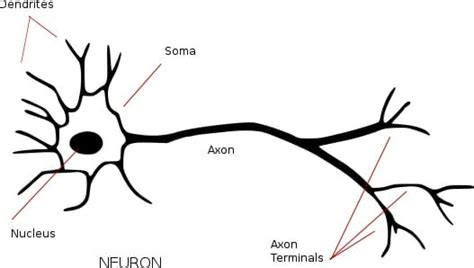 Somatic Cells - Definition and Examples | Biology Dictionary