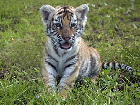 Cute Bengal Tiger Cubs