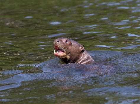 Giant Otter - TREMARCTOS