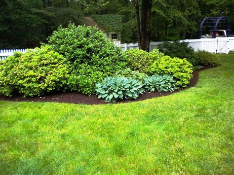 Evergreen Shrubs To Make Your Landscaping Look Great All Year – DECOOMO