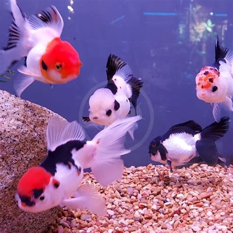 GOLDFISH - ORANDA TRICOLOR Carassius auratus - Aquatics Unlimited