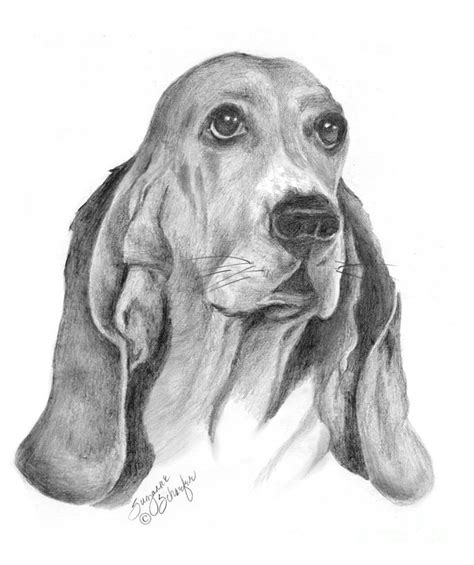 Basset Hound Drawing at PaintingValley.com | Explore collection of ...