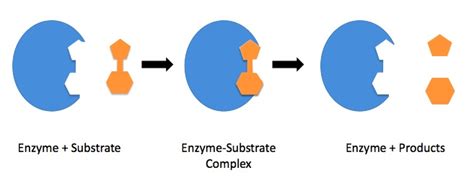 Catalysis | Introductory Chemistry