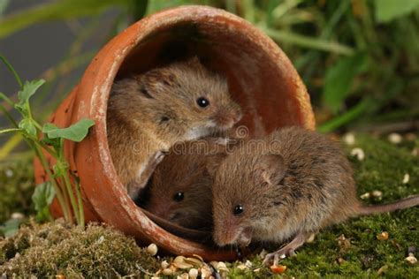 Harvest Mice in Natural Habitat Stock Photo - Image of animal, plant ...