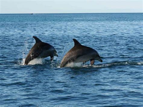 Dolphin Habitat : Biological Science Picture Directory – Pulpbits.net