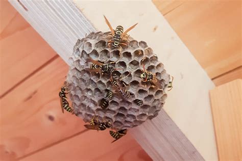 Bee vs. Wasp Nest Identification – CT Beekeepers Association