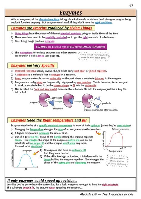 Enzymes | Biology lessons, Biology notes, Biology classroom