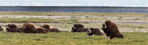 Musk Ox Herd Photograph by Wayne Vedvig