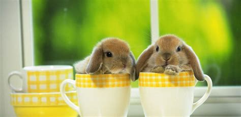 Cute Bunny HD Wallpapers - App on Amazon Appstore