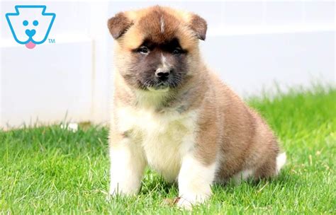 Akita Mix Puppies for Sale - Keystone Puppies