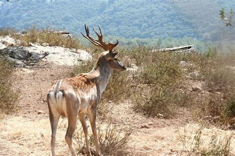 Are There Deer in Israel? Meet the Persian Fallow Deer - Israel by Locals