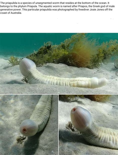 The priapulida is a species of unsegmented worm that resides at the ...