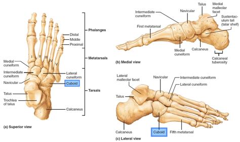 Cuboid syndrome causes, symptoms, diagnosis & treatment