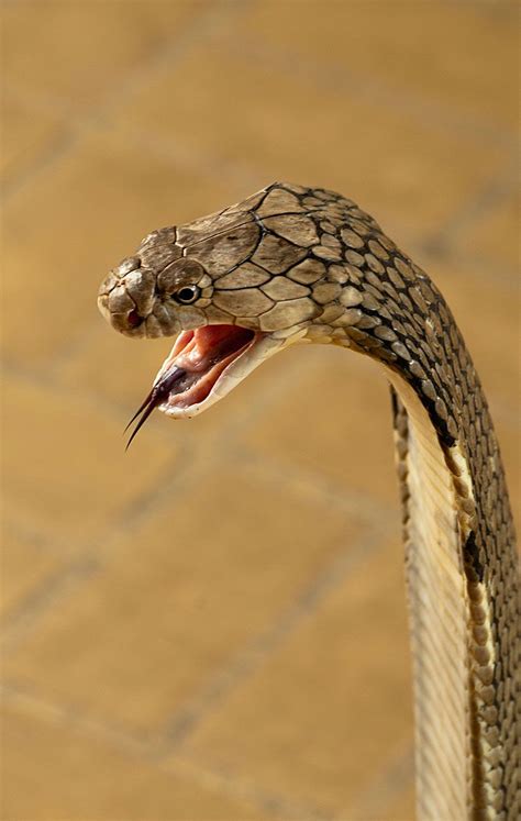 Get King Cobra Venom Snake Animal Images