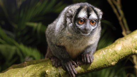 Meet The Owl Monkey: The World’s Only Nocturnal Monkey Species | IFLScience