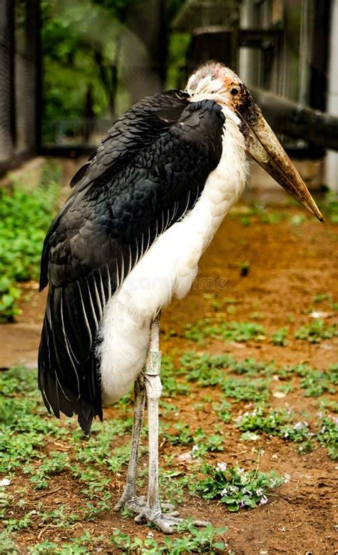 African Bald Stork on Grass Outdoors Stock Photo - Image of large ...