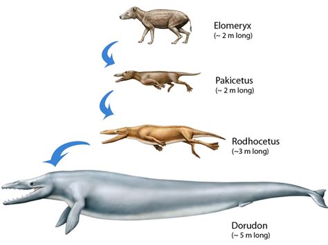 Animal Evolution | SCIENCE EDUs NOTE