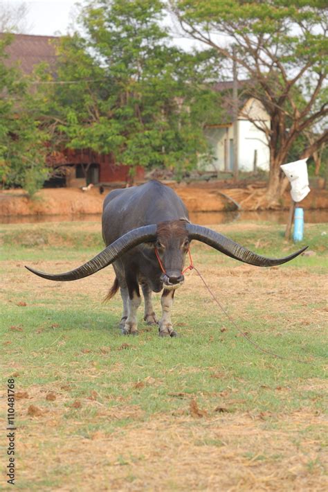 Thai buffalo horn long dignified, water buffalo in Thailand. Stock ...