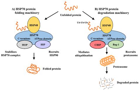 Cells | Free Full-Text | Heat Shock Protein 70 (HSP70) Induction ...