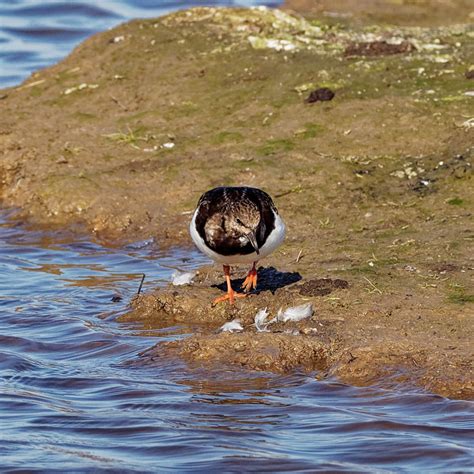 Ruddy Turnstone | BirdForum