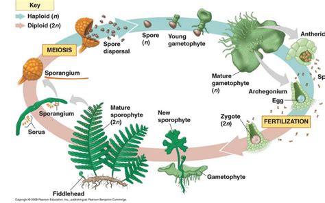 Fern Life Cycle Mcgraw Hill