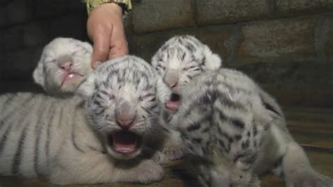 Cute White Bengal Tiger Cubs