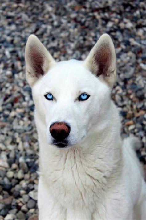 White husky with beautiful blue eyes. | {Adorable Animals} | Pinterest ...