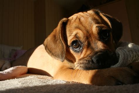 Puggle puppy | Puggle, Puggle puppies, Cute dog pictures