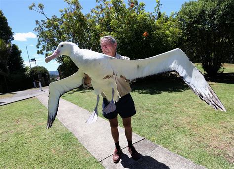 Albatrosses have the longest wingspan of any bird on Earth – up to 3.4 ...