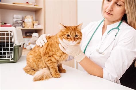 Signs of Cancer in Pets - Vet In Lebanon | Lebanon Animal Hospital