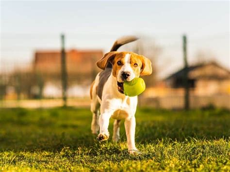 How To Teach Dogs To Fetch - Puppy In Training