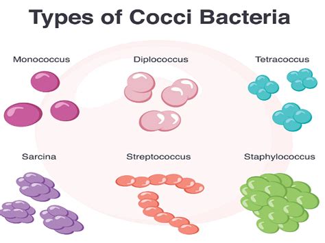 Staphylococcus Bacteria Shape