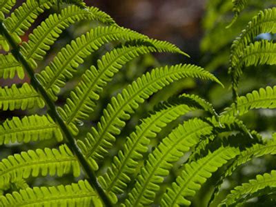 Pteridophytes (Ferns and fern allies) — The Plant List