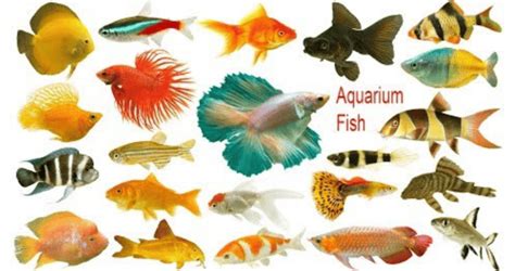 25 Different Types Of Aquarium Fishes With Pictures