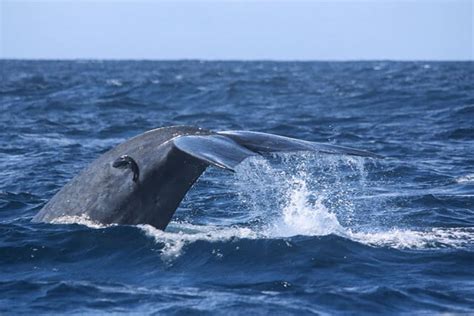 Blue Whale - Description, Habitat, Image, Diet, and Interesting Facts