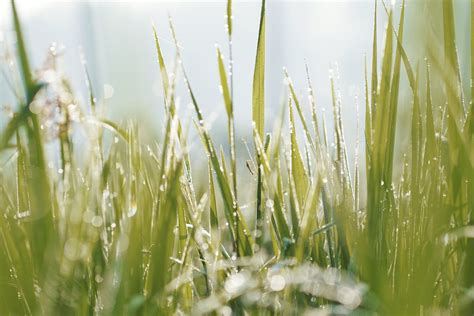 Close-Up Photo of Blades of Grass · Free Stock Photo