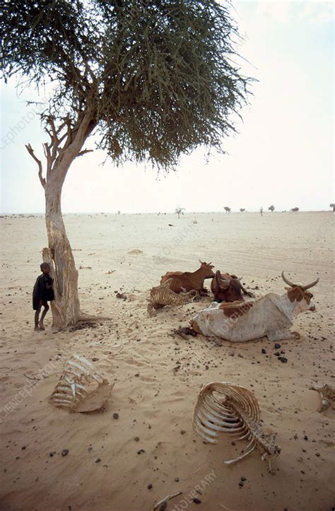 Sahel Drought - Stock Image - C006/4718 - Science Photo Library