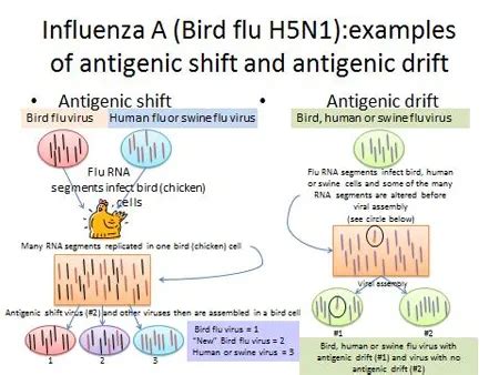 Bird Flu: Symptoms, Outbreak, Causes, Vaccine & Survival